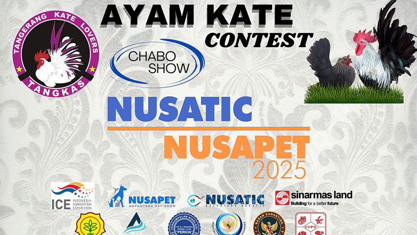 Ayam Kate Contest Chabo Show
